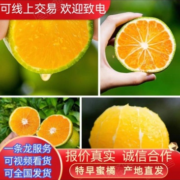 【荐】云南蜜橘玉溪特早蜜橘高山蜜橘货源充足量大从优欢迎来电