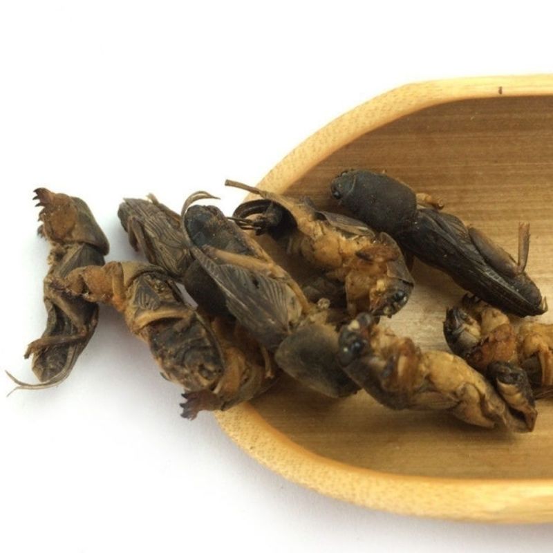 中药材野生蝼蛄干土狗地狗蝼蛄粉蝼蛄蝗虫干五谷虫