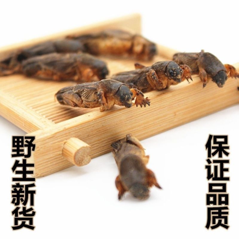 中药材野生蝼蛄干土狗地狗蝼蛄粉蝼蛄蝗虫干五谷虫