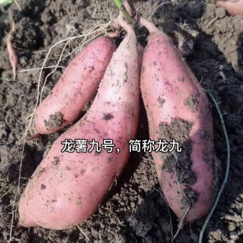 龙九大量上市，需要联系！