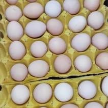 鸡蛋粉蛋，黑凤，养殖场一手货源需要的老板直接