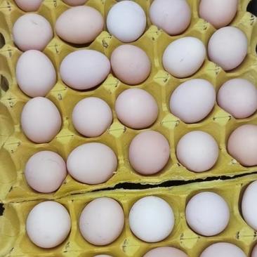 鸡蛋粉蛋，黑凤，养殖场一手货源需要的老板直接联系