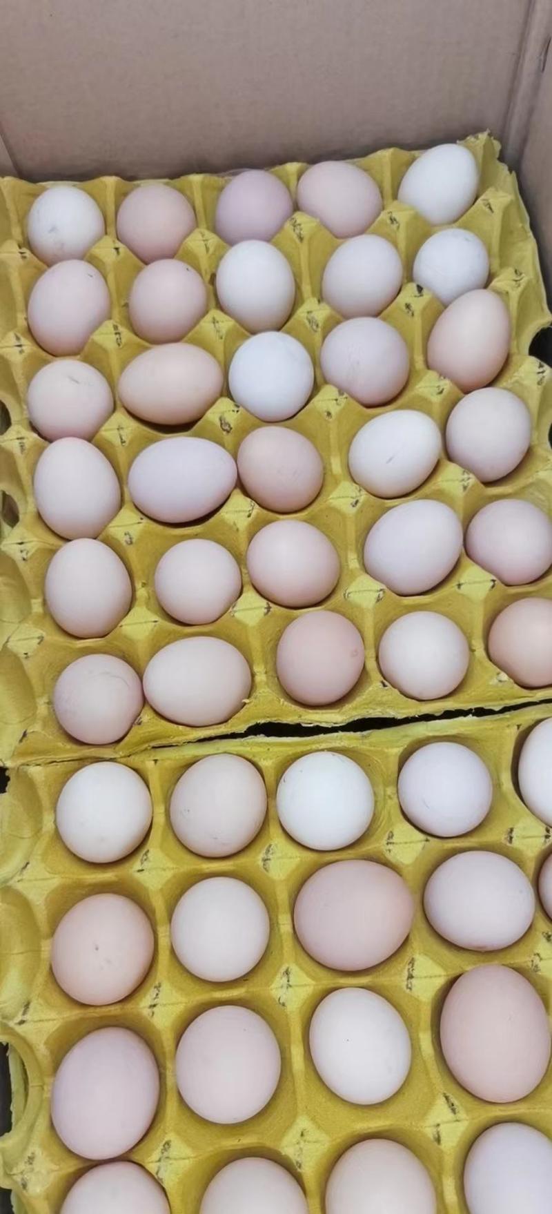 鸡蛋粉蛋，黑凤，养殖场一手货源需要的老板直接联系