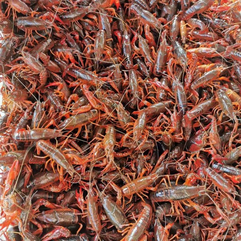山东优质龙虾种虾、当年繁殖