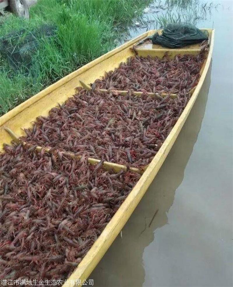 山东优质龙虾种虾、当年繁殖