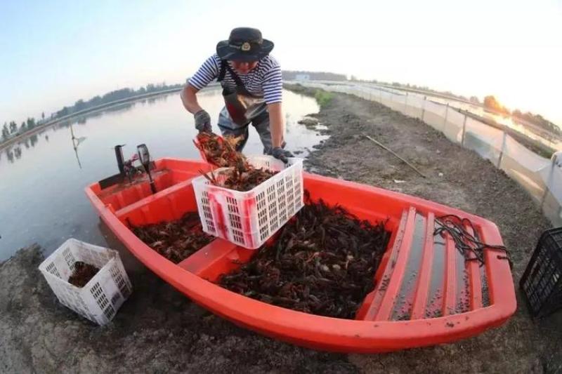 山东优质龙虾种虾、当年繁殖