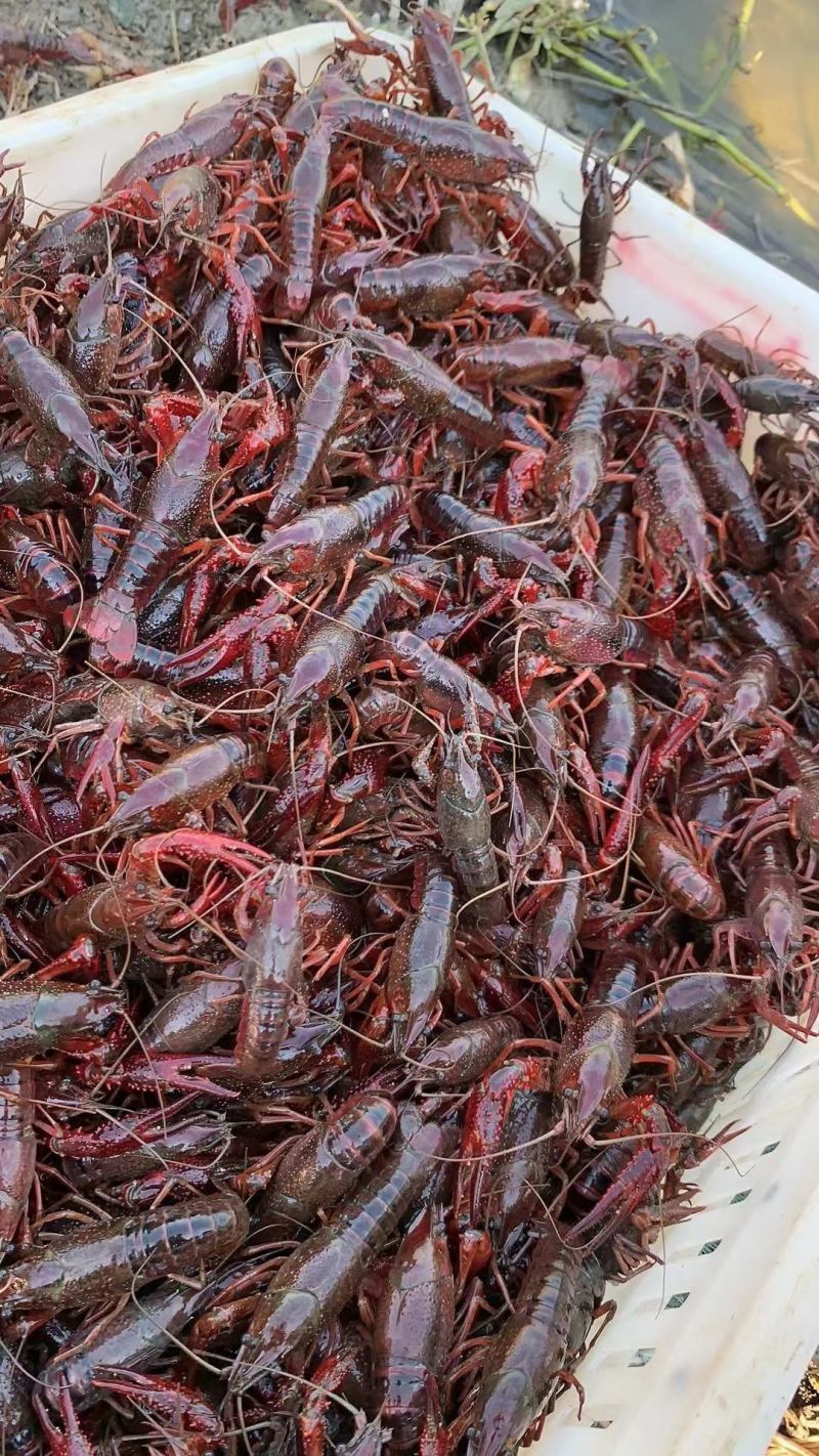 山东优质龙虾种虾、当年繁殖
