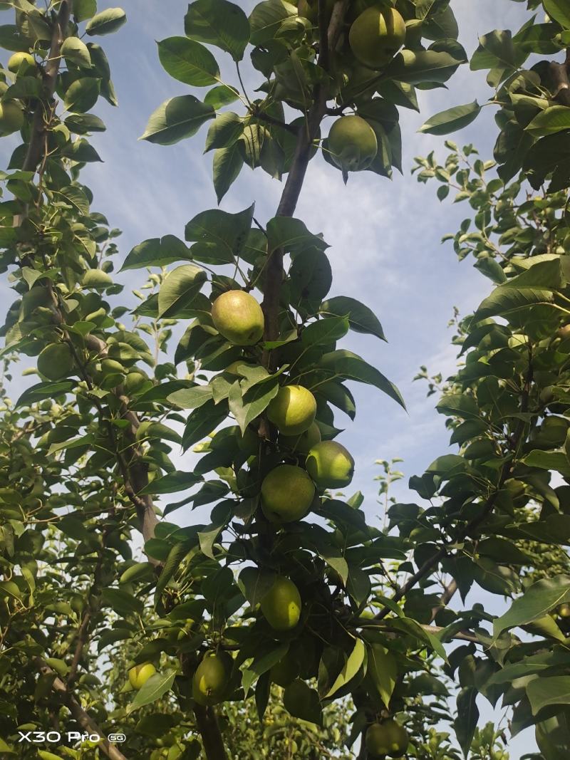梨