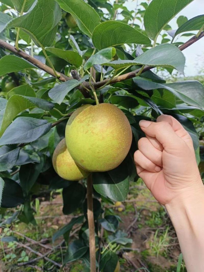 梨