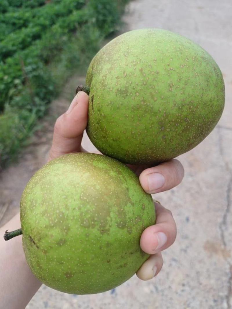 梨