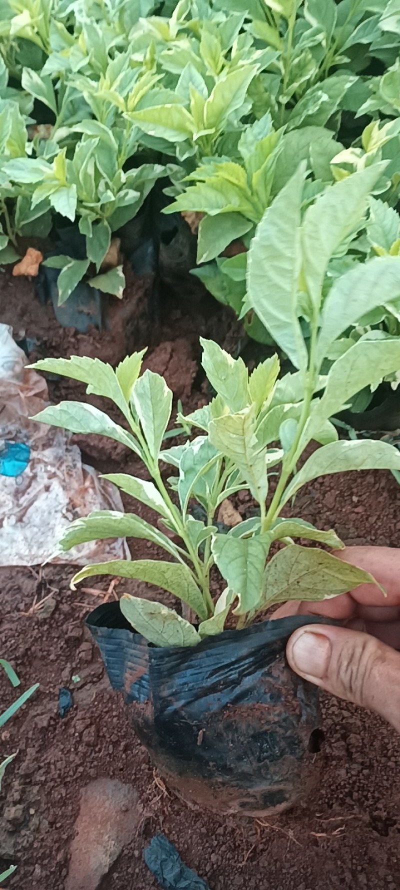 苗木花卉