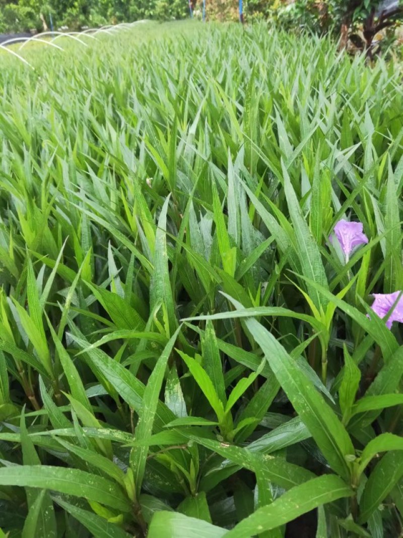 苗木花卉