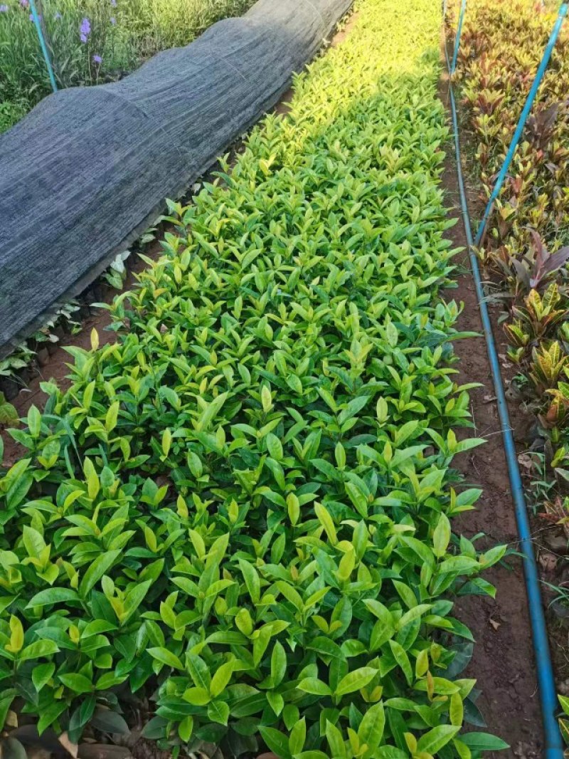 苗木花卉