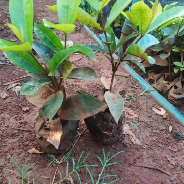 苗木花卉