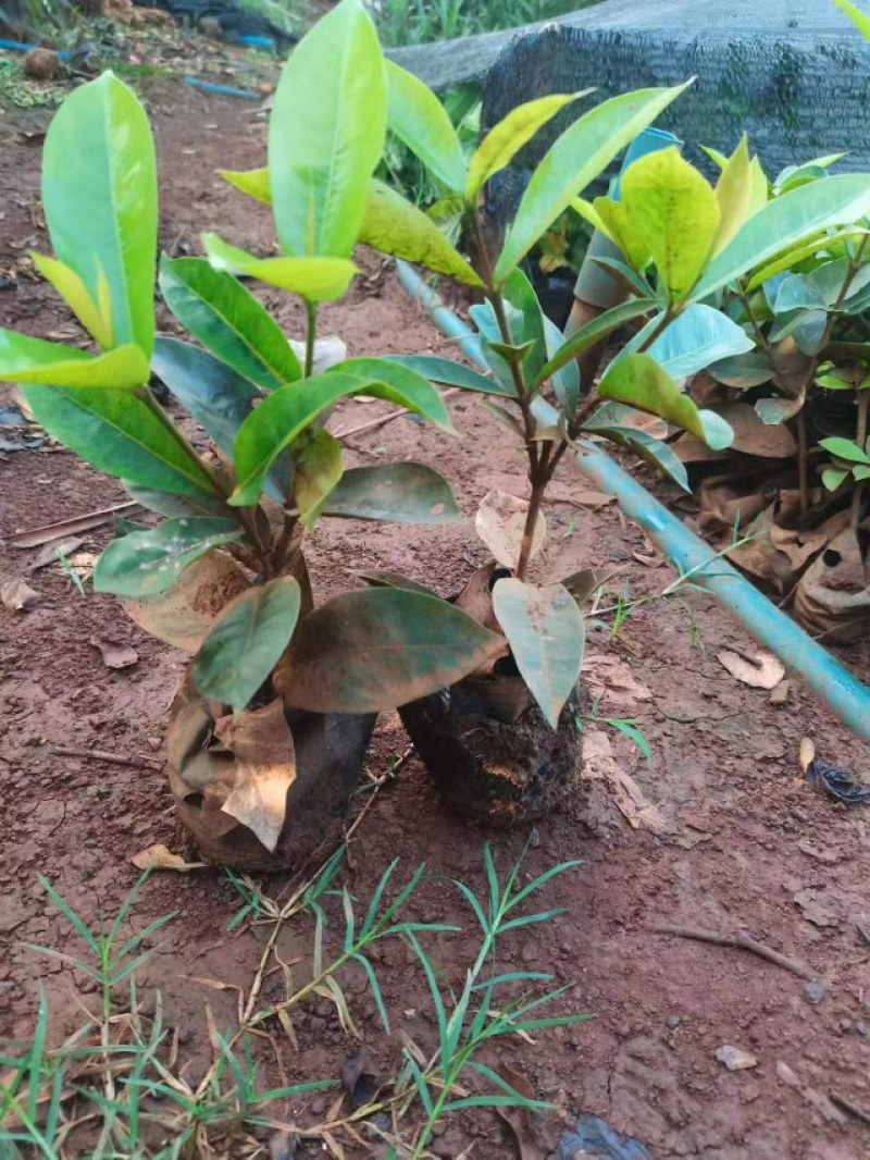苗木花卉