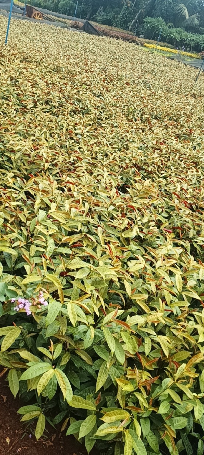 苗木花卉
