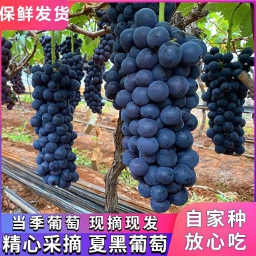 精品夏黑葡萄基地直供一手货源口感超甜