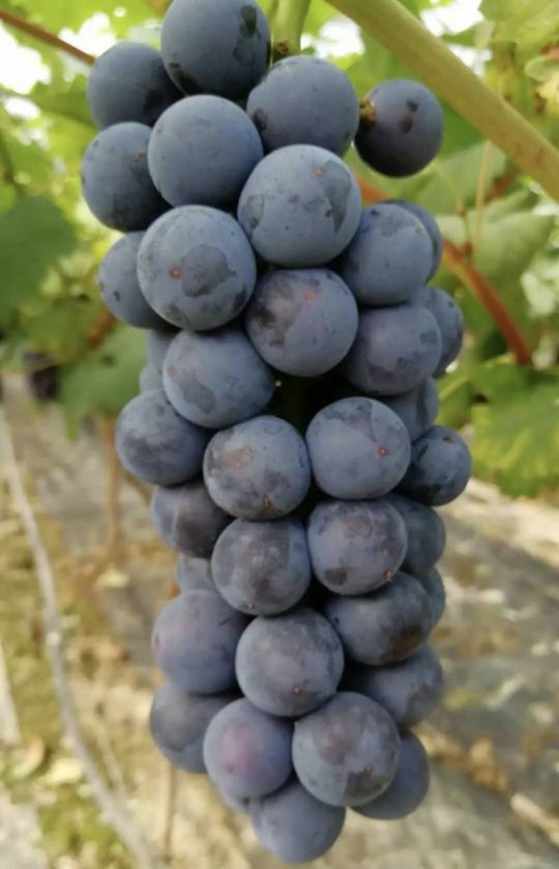 夏黑特早果肉翠硬香甜可口产地直发量大从优