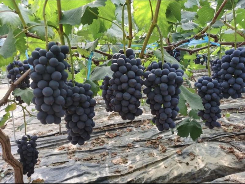 夏黑特早果肉翠硬香甜可口产地直发量大从优