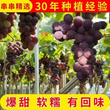 巨峰葡萄河南葡萄口感清爽鲜甜不腻果园直发欢迎来电
