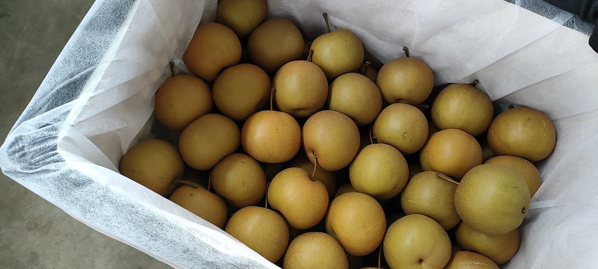 圆黄梨与秋月梨外观对比图