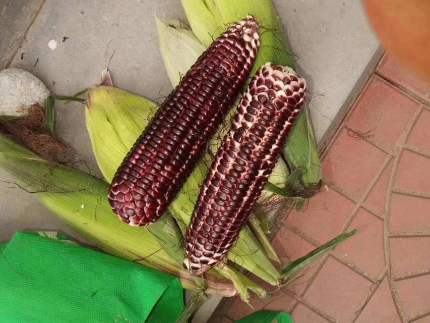 图示:左上反枝苋(紫茎红叶)、右上马齿苋(肉质匍匐茎)、左下铁苋菜(叶背密毛+穗状花序)、右下藜(叶背白粉+叶缘微红);背景为玉米3叶期田间实景,标注各杂草典型形态特征与发生密度等级(★~★★★) 红火焱靶标杂草田间识别图谱