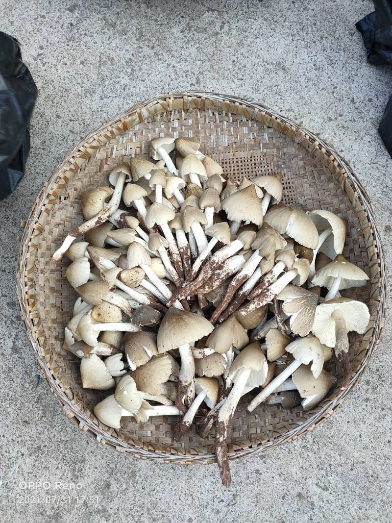 三百菇，鸡枞菌，伞把菇，大山珍品，来自大自然的馈赠