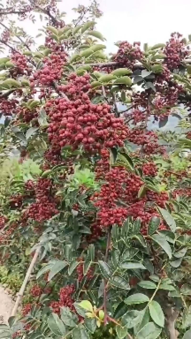 汉源花椒大量上市了。需要的老板请联系我，谢谢。