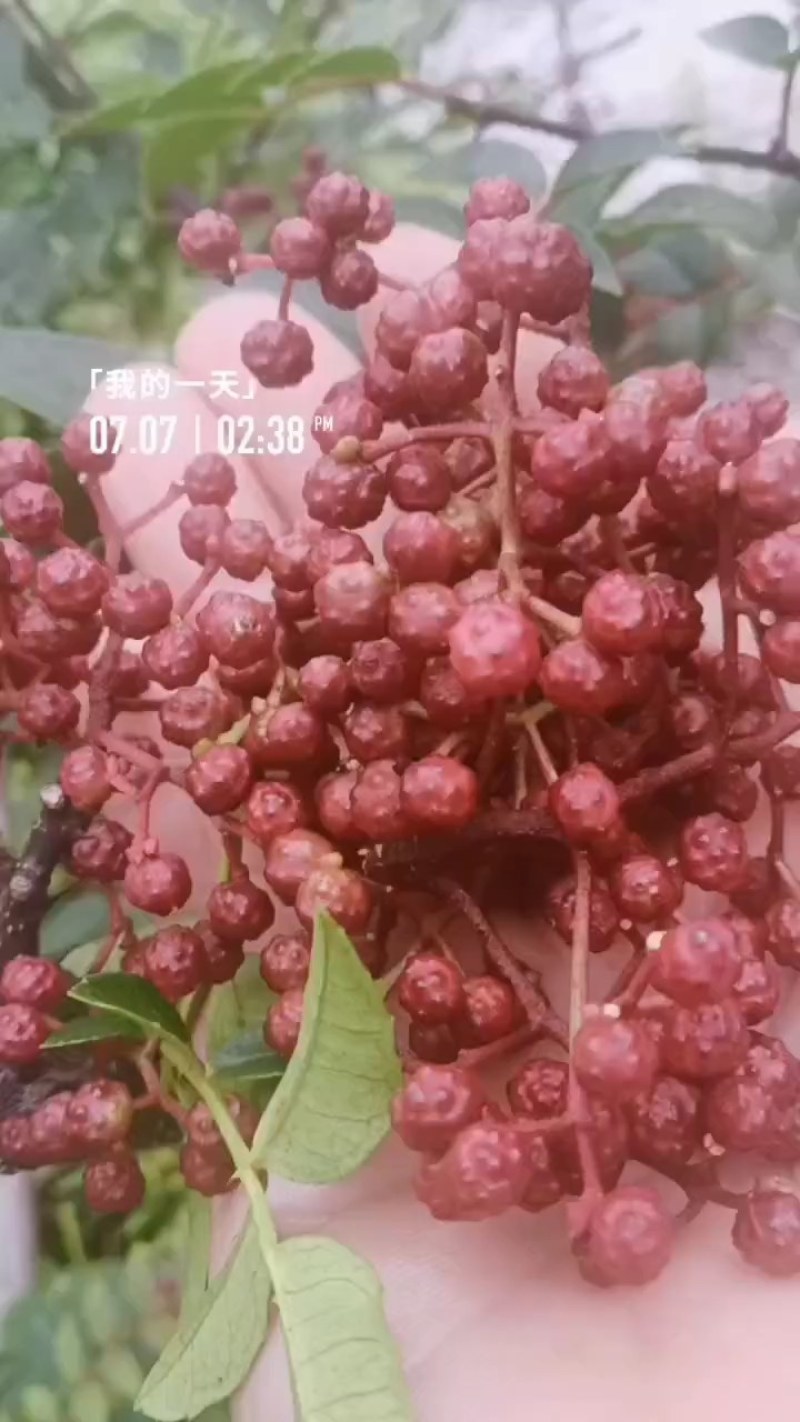 汉源花椒大量上市了。需要的老板请联系我，谢谢。