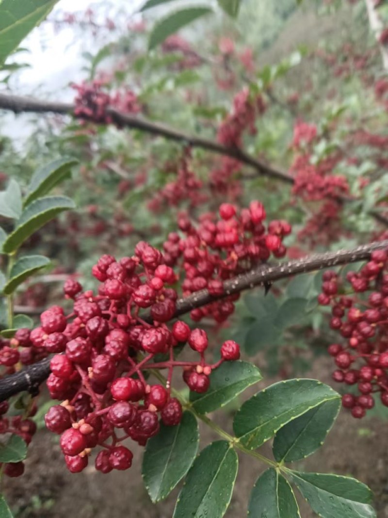 新鲜红花椒大量上市