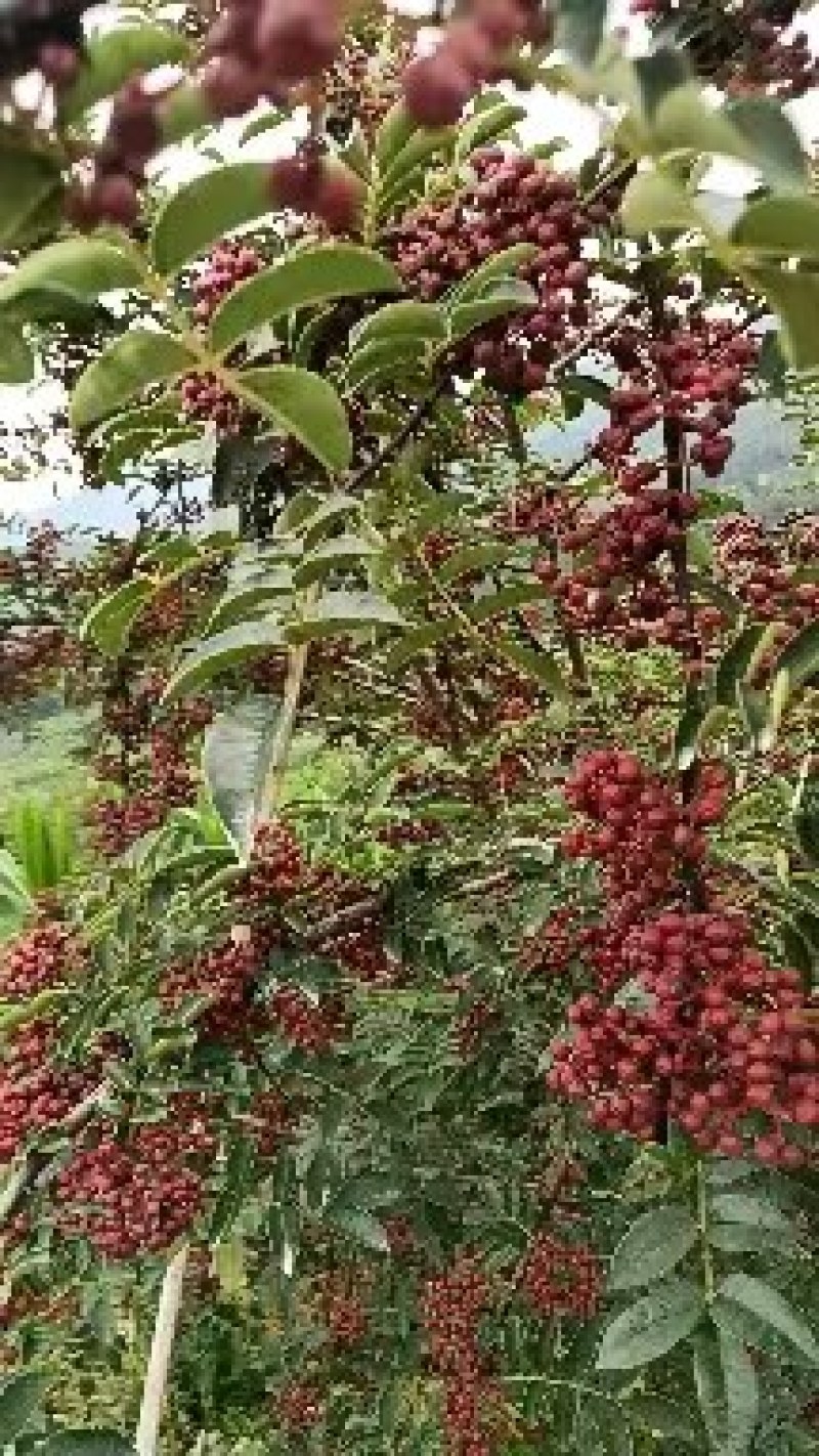 新鲜红花椒大量上市