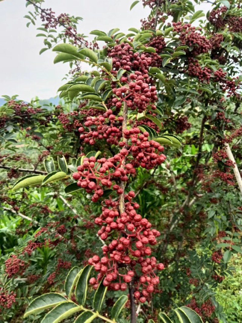 新鲜红花椒大量上市