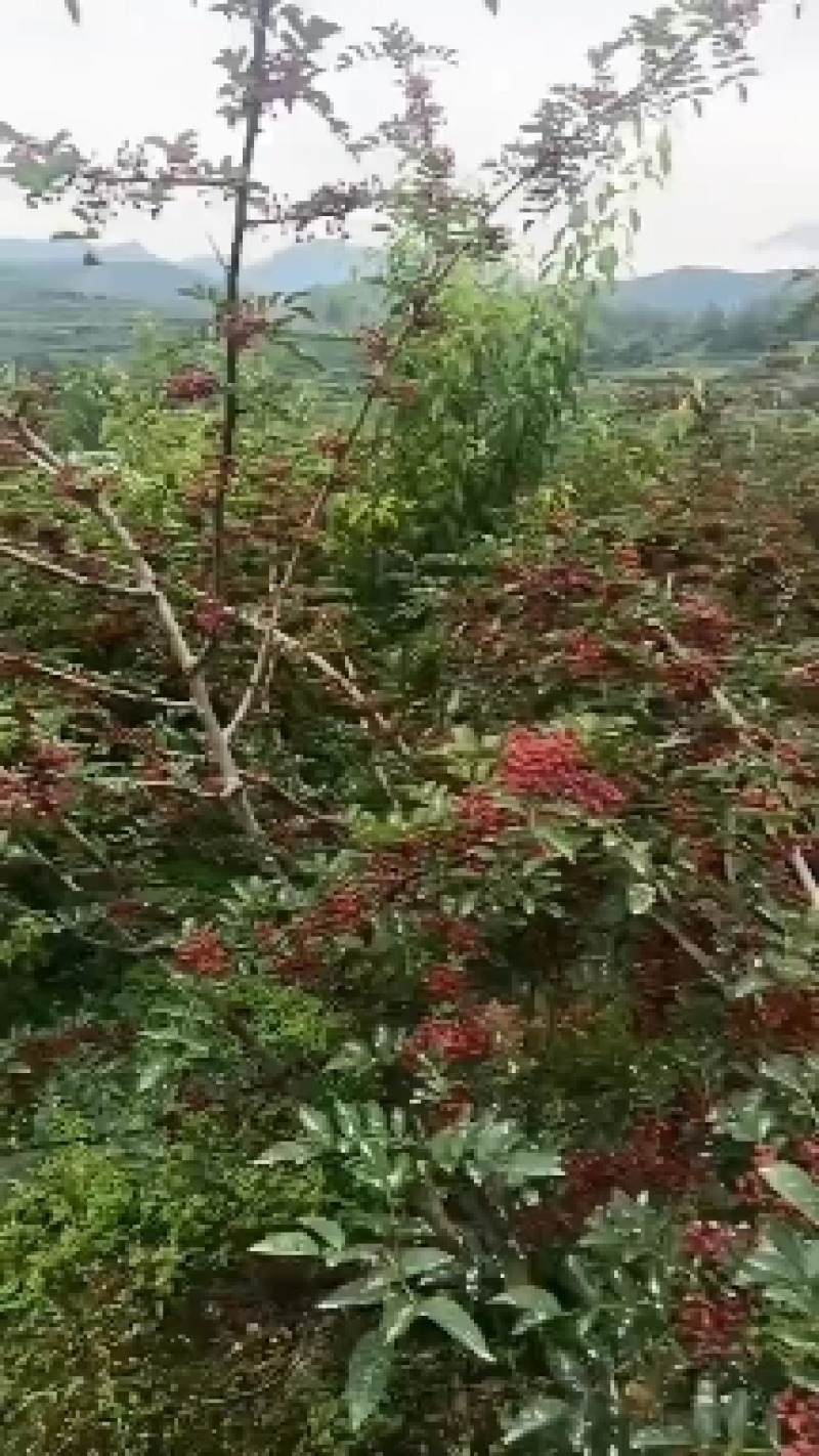 新鲜红花椒大量上市