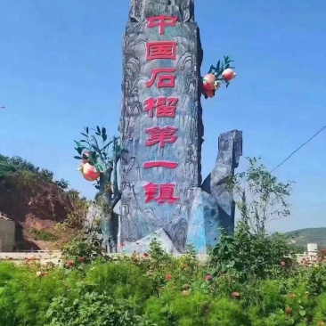 会理市突尼斯软籽石榴还有十多天就可以上市了需要的老板联系