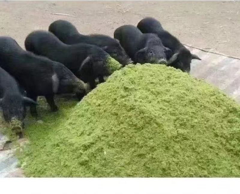 生态牧草发酵饲料天牧粮草产地直供诚信经营质优价廉