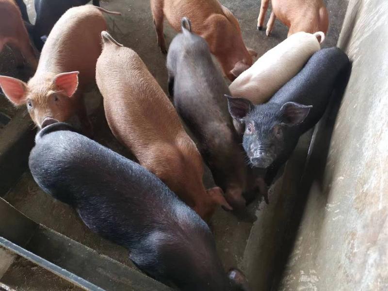 优质土猪原生态牧草养殖品质保证健康食材常年供货