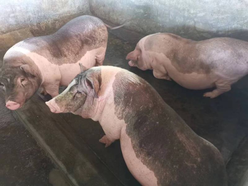 优质土猪原生态牧草养殖品质保证健康食材常年供货