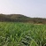 牧草发酵饲料产地直供质优价廉诚信经营全国发货