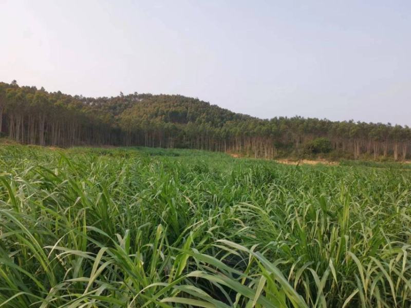 牧草发酵饲料产地直供质优价廉诚信经营全国发货