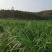 牧草发酵饲料产地直供质优价廉诚信经营全国发货