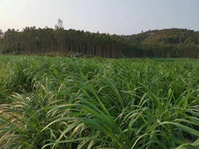 牧草发酵饲料产地直供质优价廉诚信经营全国发货