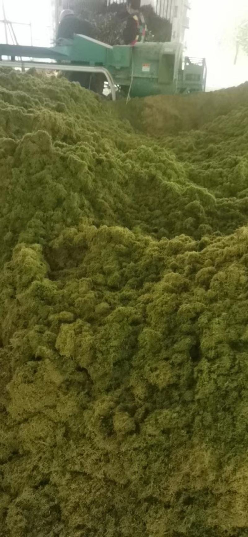 牧草发酵饲料产地直供质优价廉诚信经营全国发货