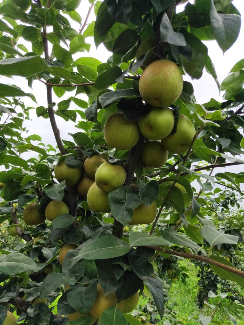 翠冠梨。湖北襄阳的翠冠梨大量上市，货源充足。