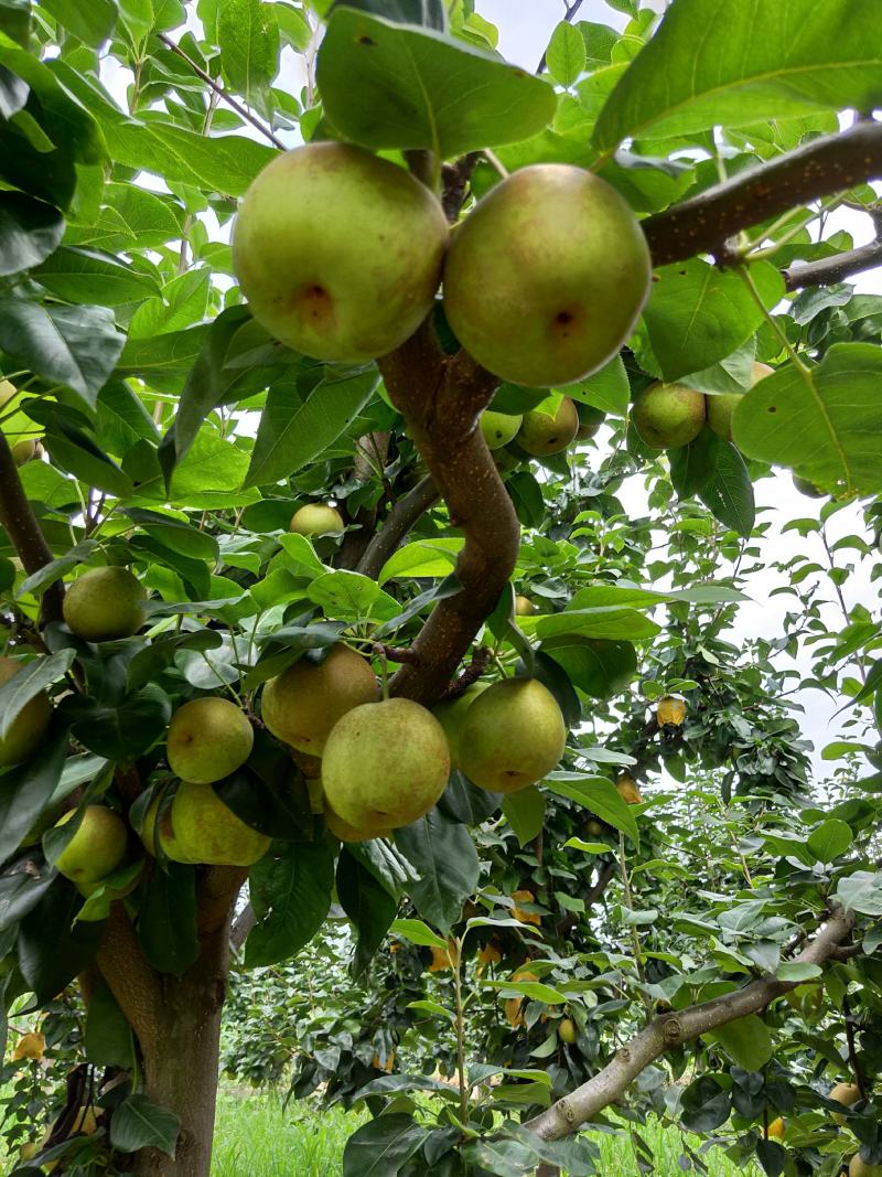 翠冠梨。湖北襄阳的翠冠梨大量上市，货源充足。