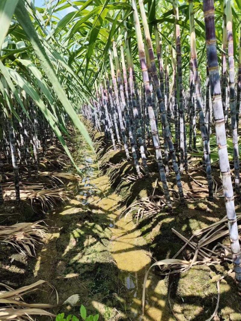 黑皮甘蔗广西甘蔗产地直发批发市场连锁商超社区团购代办代发