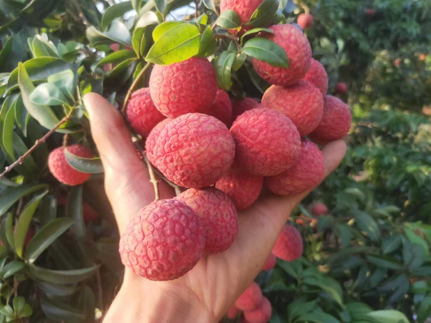 荔枝特写与酒精检测仪对比