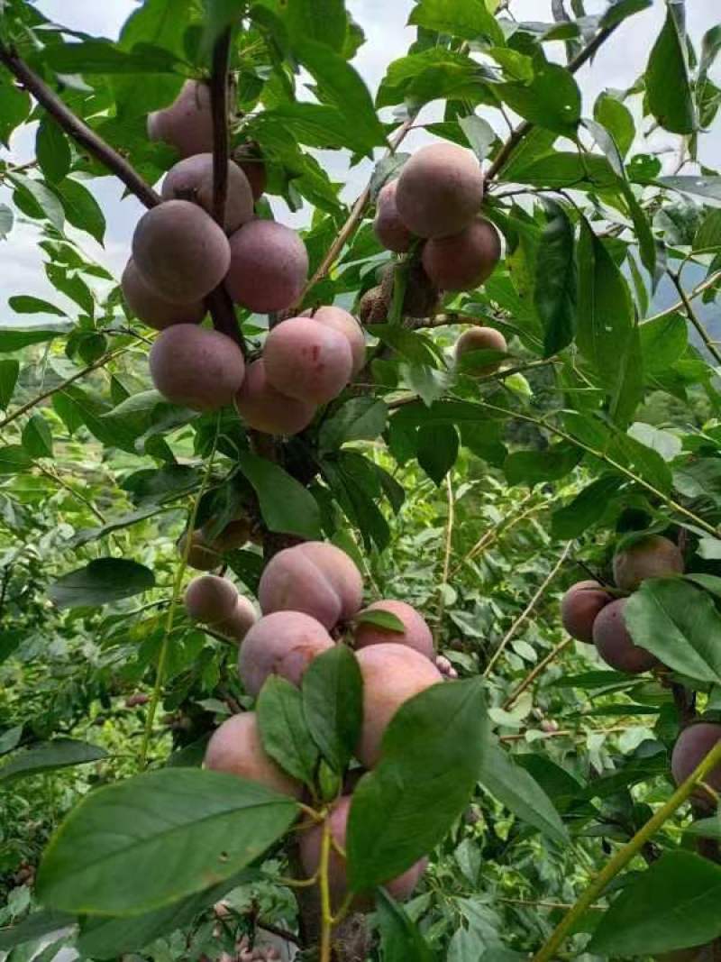 芙蓉李油奈大量采摘大量收了！