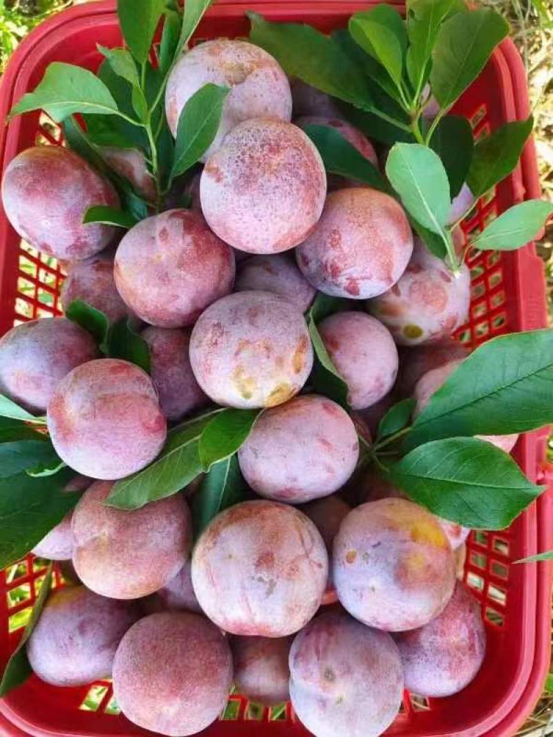 芙蓉李油奈大量采摘大量收了！