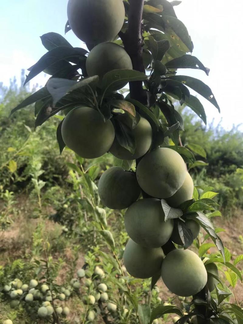 芙蓉李油奈大量采摘大量收了！