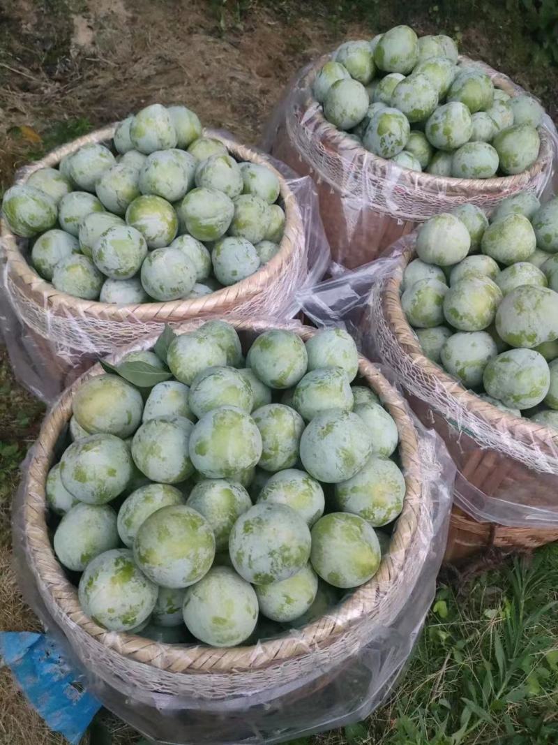 芙蓉李油奈大量采摘大量收了！